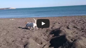 Illustration : "Voilà ce qui se passe quand un chien découvre la plage pour la première fois..."