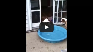 Illustration : "Ce bulldog veut une piscine intérieure et il compte bien l’obtenir, avec ou sans l'accord de ses maîtres..."