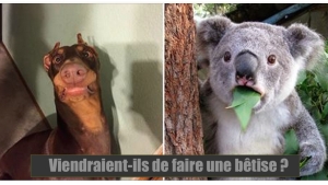 Illustration : "Ces animaux qui ont l'air étonnés... 25 clichés hilarants !"