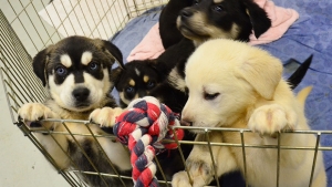 Illustration : "Chiots adorables pour étudiants stressés"