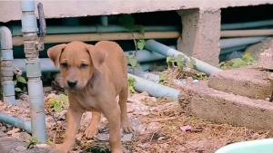 Illustration : "Avec un geste simple, il change complètement la vie des chiens errants en Thaïlande..."