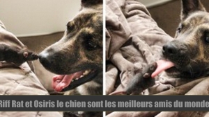 Illustration : "Depuis qu’ils ont été adoptés, ce chien et ce rat sont devenus inséparables !"