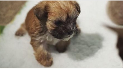 Illustration : Rejeté peu après la naissance, ce bébé chiot s'épanouit auprès d'une mère adoptive un peu spéciale...