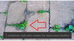 Illustration : "Voici 2 solutions radicales et naturelles contre les mauvaises herbes !"