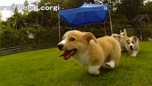 Illustration : "Petite séance de tendresse avec ces chiots Corgis filmés en slow-motion..."