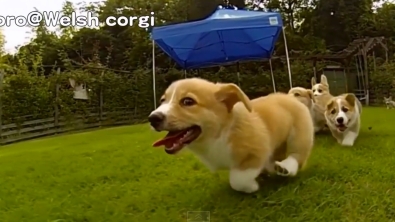 Illustration : Petite séance de tendresse avec ces chiots Corgis filmés en slow-motion...