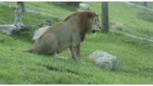 Illustration : "Ce lion vient de retrouver la liberté après 13 ans d'emprisonnement dans une cage. Sa réaction est magnifique !"