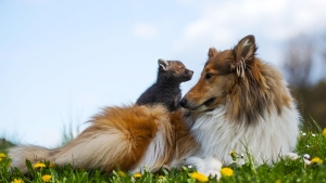 Illustration : "L'instinct maternel d'une femelle colley qui a adopté un renardeau orphelin"