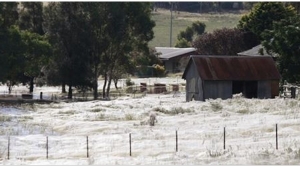 Illustration : "Ce qu'il prenait pour de la neige sur son terrain est tout a fait incroyable !"