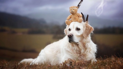 Illustration : Les aventures de Mali le golden retriever et son ours en peluche (12 photos)