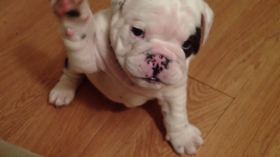 Illustration : Vous allez carrément fondre pour ce chiot bulldog qui apprend à faire le méchant