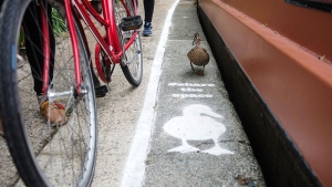 Illustration : "En Angleterre, les canards ont leurs propres couloirs réservés dans les rues bordant les canaux"