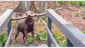 Illustration : "Il suffit d'un trop grand bâton et d'un pont trop étroit pour qu'un chien devienne confus..."