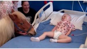 Un Poney Qui Apporte De La Joie Et De L Amour Aux Enfants Malades Regardez Ce Qu Il Va Faire A Ce Petit Bout