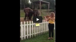 Illustration : "Elle joue du violon pour détendre les éléphants... Leur réaction est adorable !"