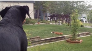 Illustration : "Un chien voit un renard jouer avec son jouet, sa réaction est adorable..."