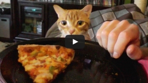 Illustration : "La mauvaise idée du jour: Manger avec des chats autour de soi..."