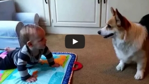 Illustration : "Un corgi très impatient de voir son ami humain se mettre à marcher !"