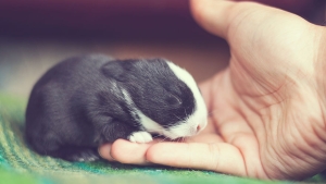 Illustration : "Des bébés lapins qui grandissent à vue d'oeil"