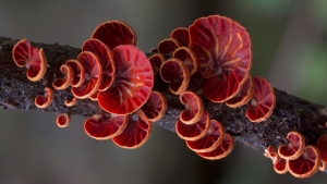 Illustration : "L'univers enchanteur des champignons d'Australie, par le photographe Steve Axford"