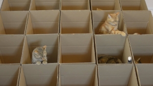 Illustration : "Il crée un labyrinthe en carton pour ses 9 chats"