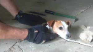 Illustration : "Happy le Jack Russel était bloqué sous une dalle de béton depuis 3 semaines..."