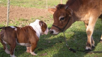 Illustration : Un Bulldog rencontre des vaches pour la première fois... Et le courant à l'air de bien passer !