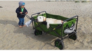 Illustration : "Apprenant que son chien est en fin de vie, il décide de lui offrir un magnifique cadeau pendant 7 semaines..."