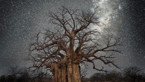 Illustration : "De très vieux arbres sublimés par les cieux étoilés et l'objectif de Beth Moon"