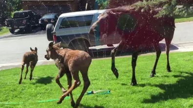 Illustration : Avec la hausse des températures en Alaska, cette famille d'élans est bien contente de s'offrir une douche