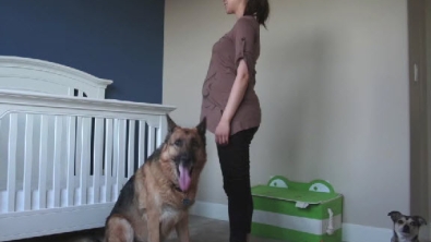 Illustration : Un timelapse attendrissant de chiens attendant la naissance du bébé