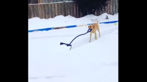 Illustration : "La reine des neiges est une chienne, elle s'appelle Elsa et elle est adorable !"