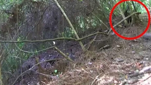 Illustration : "Un couple fait une découverte tragique lors d'une promenade en forêt... Comment peut-on faire ça ?"