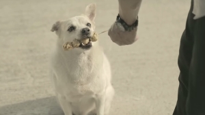 Illustration : "Il offre une brochette à un chien errant qui le remercie de manière admirable ! Il faut le voir pour le croire !"