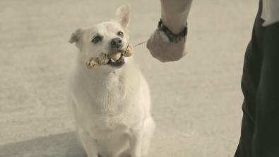 Illustration : Il offre une brochette à un chien errant qui le remercie de manière admirable ! Il faut le voir pour le croire !