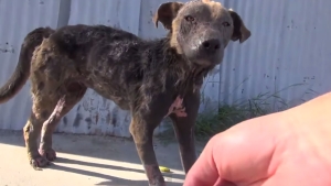 Illustration : "La magnifique transformation d'un pauvre chien laissé pour mort sur le bord de la route!"