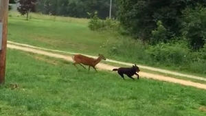 Illustration : "Amusant chassé-croisé entre un chien et un faon"