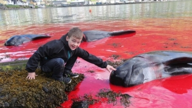 Illustration : Des centaines de dauphins sont massacrés aux îles Féroé...Au nom de la tradition !