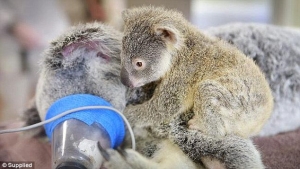 Illustration : "Les photos touchantes d'un petit koala qui s'accroche à sa mère pendant qu'elle est opérée"