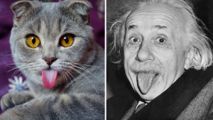 Illustration : "Voici Melissa, la chatte qui tire la langue comme Einstein"