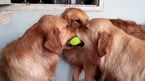 Illustration : "Deux golden retrievers se disputent la balle. Un troisième veut instaurer la paix"