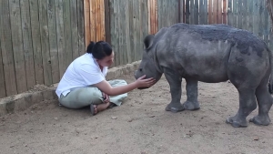 Illustration : "Ce rhinocéros a été sauvé des mains d’odieux braconniers. Aujourd'hui il profite d'un agréable moment près de sa gardienne !"