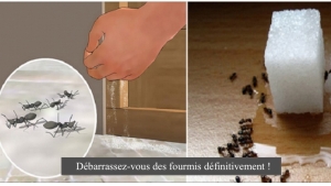 Illustration : "Petite astuce pour vous débarrasser des fourmis une fois pour toutes et sans utiliser d'insecticide !"