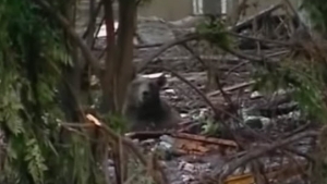 Illustration : "A cause des inondations, des animaux s'échappent du zoo de Tbilissi et sèment la panique dans la ville"