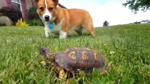 Illustration : "Ce chien ne s'attendait vraiment pas à ce que cette chose se mette à bouger"