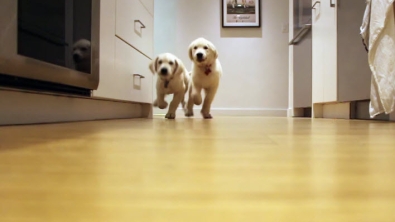 Illustration : Ces deux chiots gourmands grandissent à vue d'oeil. Cette amusante vidéo retrace leur croissance