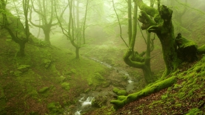 Illustration : "Voici la forêt la plus inquiétante du Pays Basque espagnol"