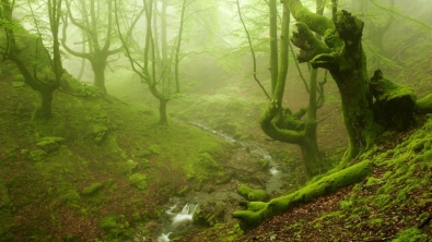 Illustration : Voici la forêt la plus inquiétante du Pays Basque espagnol