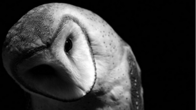 Illustration : D'incroyables photos d'animaux en noir et blanc... C'est captivant...