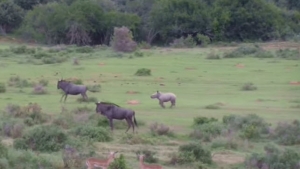 Illustration : "Cette jeune femelle rhinocéros a déjà du caractère, ces gnous ne diront pas le contraire..."